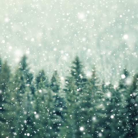 Bosque Nevado