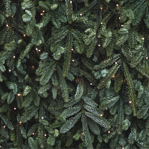 Ramas Pino