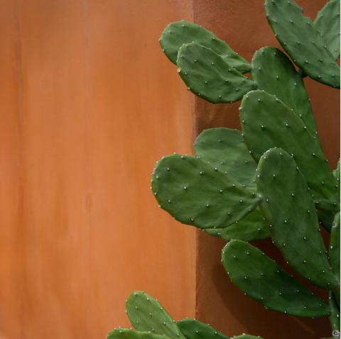 Muro nopales