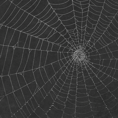 Spiderweb