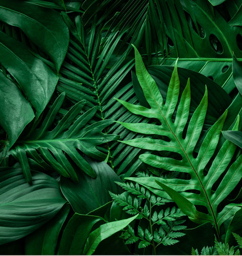 Leaf Print